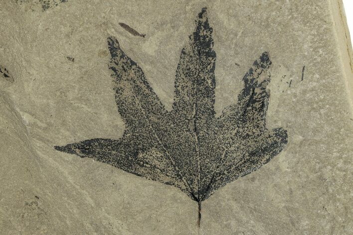 Fossil Sycamore (Macginitiea) Leaf - Green River Formation, Utah #356071